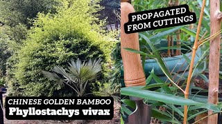 Bamboo Growth Chinese Golden Yellow Bamboo PHYLLOSTACHY VIVAX  privacy screen root barrier [upl. by Blane165]