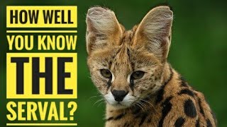 Serval  Description Characteristics and Facts [upl. by Rhodia]