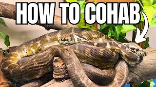 Reptile Cohabitation  How to Guide from Experts [upl. by Morvin]