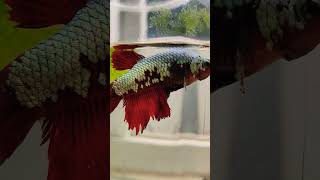 Swallow Jumbo Fire Dragon and Samurai shorts bettafish beautifulbetta [upl. by Namlak]