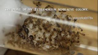 The move of my large Tetramorium semilaeve colony 2 queens and hundreds of workers [upl. by Nerret672]