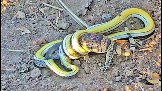 Lizard Fights Snake to Try Escape [upl. by Atilegna381]