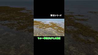 【エギング】撃沈シリーズ 石垣島 釣り エギング 沖縄エギング [upl. by Simmonds]