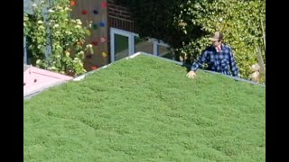 How to install a living roof  green roof Product from wwwgreenroofsdirectcom [upl. by Ayanej]