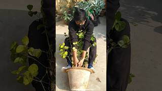 😮Root bound plant ki repotting kaise kare  Mogra plant repotting shorts [upl. by Kinata]