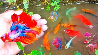 Finding freshwater ornamental fish and put them in an aquarium with cute animals and colourful koi4 [upl. by Ketti]