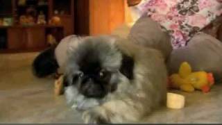 Dogs 101 Pekingese [upl. by Siramaj]