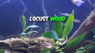 Your GUIDE to putting Driftwood in your Aquarium [upl. by Linette]