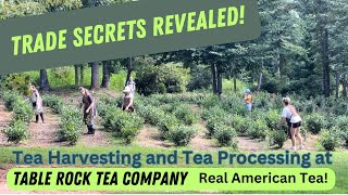 How to Grow and Make Tea A look at how we harvest and process our Real American Tea [upl. by Alliuqahs650]