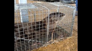 River Otter live trapped at Lake of the Ozarks [upl. by Sivehc643]