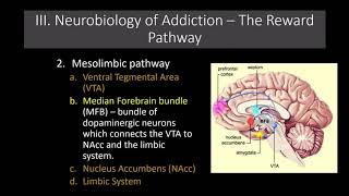 Lecture 11 The Neurobiology of Addiction The Reward Pathway [upl. by Cymbre849]