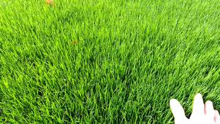 Removing Creeping Bentgrass From Your Lawn [upl. by Enelie]