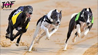 Greyhound Racing 500m  New Track Record 2020 [upl. by Spike]