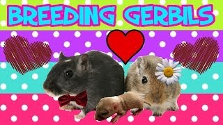 How To Breed Gerbils [upl. by Ninette689]