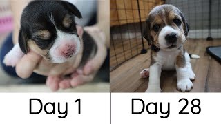 Beagle Puppies from Birth to 4 weeks [upl. by Ramirolg]