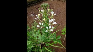 Complete Guide to grow Cleome Gynandra Plant in your garden Medicinal plant [upl. by Raskin]