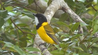 Australian Golden Whistler Pachycephala pectoralis HD Video Clip 1  1 [upl. by Sibie284]