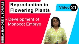 Reproduction in Flowering Plants  NEET  Development of Monocot Embryo  Neela Bakore Tutorials [upl. by Hui]