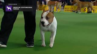 American Staffordshire Terriers  Breed Judging 2019 [upl. by Cordie909]