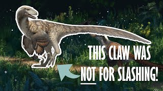 Everything you need to know about Raptors [upl. by Shaylyn970]