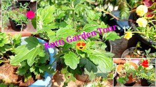 நான் வளர்க்கும் செடிகள் சுற்றி பார்க்கலாம் வாங்க கார்டன் டூர்My Plants Garden TourAll Plant Tour [upl. by Uri]