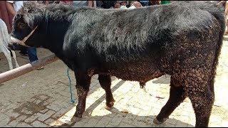 Sapi PEDETAN BRANGUS SUPER MEWAH HARGA MEWAH PASAR SAPI MUNTILAN [upl. by Nirtiak]