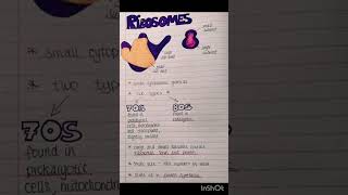 Biology Ribosomes PHYSIOLOGY [upl. by Mosby651]