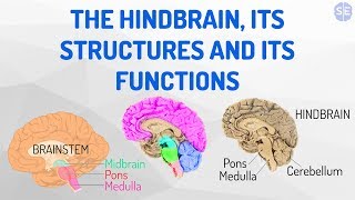 Psychology The Nervous System 04 The Hindbrain Its Structures And Its Functions [upl. by Weinberg]