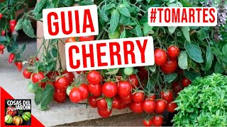 GUIA DE CULTIVO DE TOMATE CHERRY  TOMARTES EP21 [upl. by Larok340]