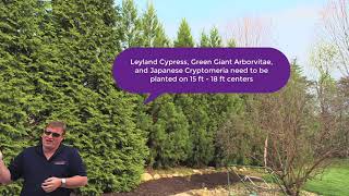 Leyland Cypress Green Giant Arborvitae and Cryptomeria [upl. by Reinertson]