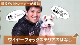 すごく●●でおもちゃに本気になるワイヤーフォックステリアの話 どんな犬？飼い方？特徴は？現役ドックトレーナーの犬種紹介（Wire Fox Terrier） [upl. by Tteirrah]