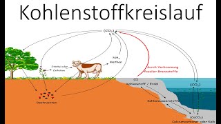 Kohlenstoffkreislauf  Kohlenstoffatomkreislauf  Ökologie  Biologie Schule [upl. by Lyssa]