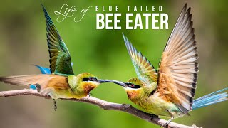 Blue Tailed Bee Eater habitat study behaviour  Indian birds [upl. by Eisinger627]