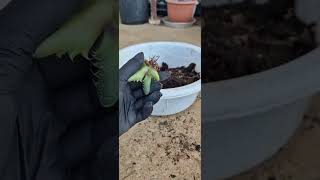 Repotting pruning roots faucaria tigrinatiger jaws  succulents [upl. by Inavoig]