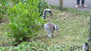 Lemur stink fight [upl. by Phoebe]