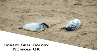 Things to do in Norfolk  Visiting the Horsey Seal Colony in Norfolk UK [upl. by Dnomad]