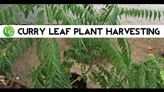 Curry Tree  Pruning amp Harvest of Curry Leaf Plant or Tree [upl. by Sorvats]