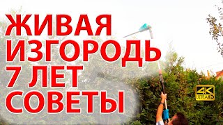 Живая изгородь из туи Брабант и бирючины 7 лет забору Советы 🌲🌲🌲 [upl. by Rochemont]