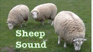 Sheep sound [upl. by Eanel719]