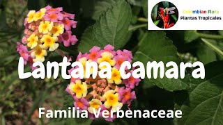 Planta reconcida como invasora Lantana camara o cinco negritos  Familia Verbenaceae [upl. by Bohon680]