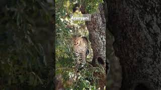 The beautiful Aranyani female of the Malelane area in KNP wildlife leopard nature animals [upl. by Steffen309]