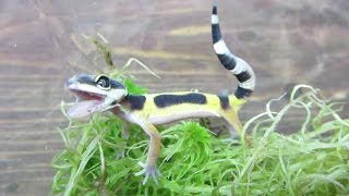 Les moyens de défense des geckos léopards [upl. by Cire]