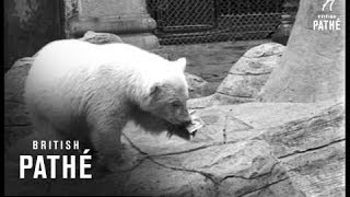 Polar Bears At London Zoo 1965 [upl. by Fionnula434]