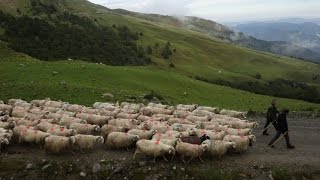 Pays basque  Transhumance d’automne ou la fin des estives en Soule [upl. by Perretta]