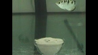 Archerfish use jets to hunt underwater [upl. by Ezarras]