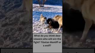 Tibetan Mastiff Attacks WolvesTibetan Mastiff vs Wolf shorts [upl. by Luckett927]