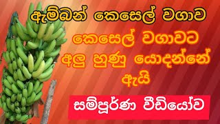 ඇම්බන් කෙසෙල් වගාවේ පැල ගැලවීමඅළු හුණු යොදන්නේ ඇයි [upl. by Ayalat685]