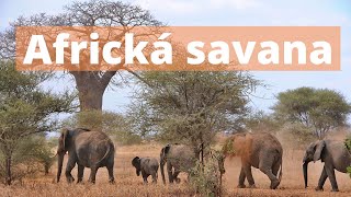 Africká savana [upl. by Ertnod]