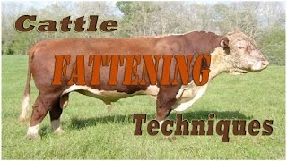 Cattle Fattening Techniques [upl. by Alair]