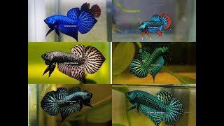 Wild betta Compilation of the most beautiful types by Franksbettas [upl. by Fugazy]